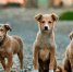 dogs-984015_1920 - Cityopen.ru