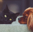 dog-2606759_1920 - Cityopen.ru