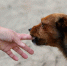 dog-3818123_1920 - Cityopen.ru
